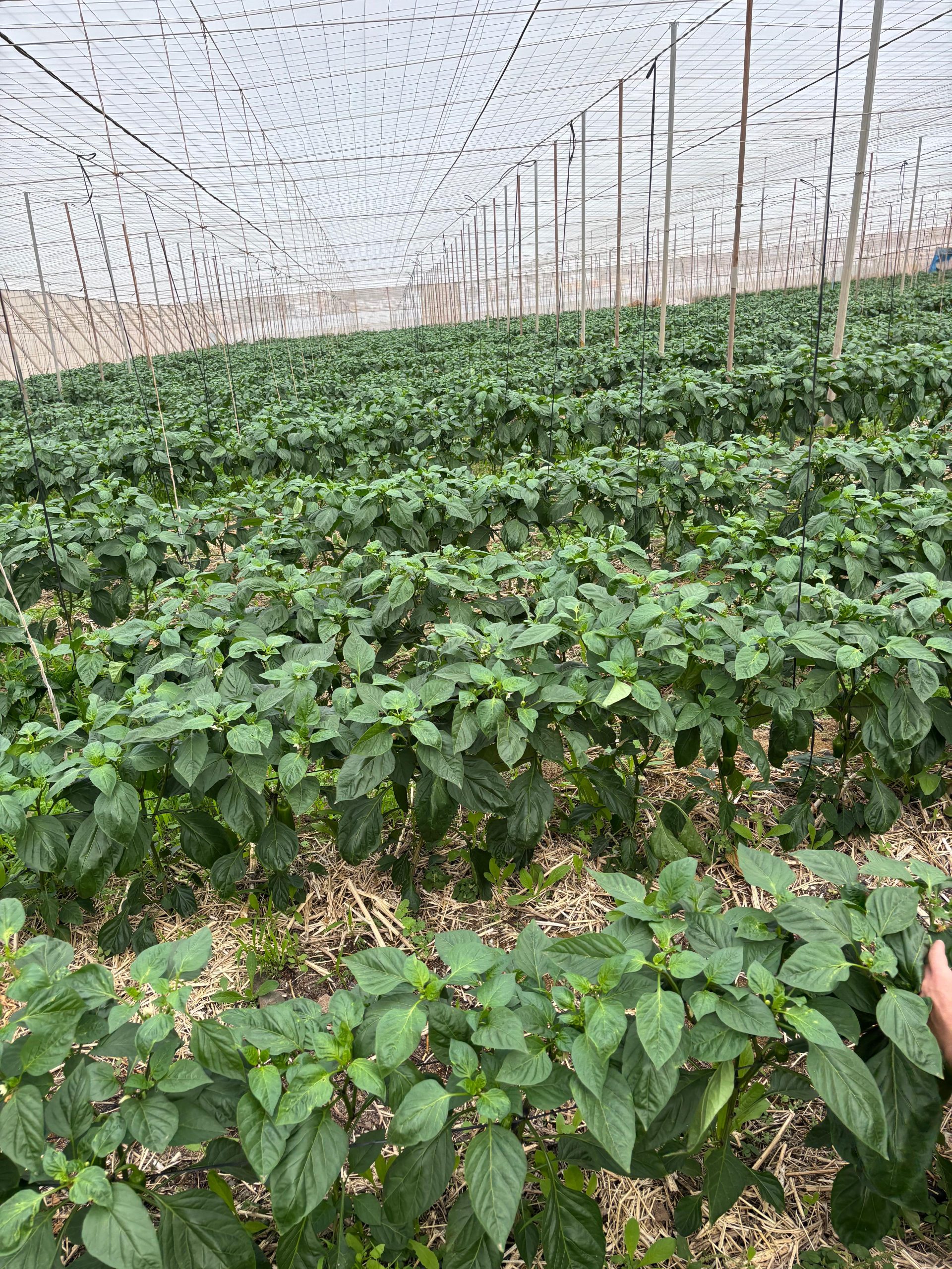 Explotación agrícola en Tenerife