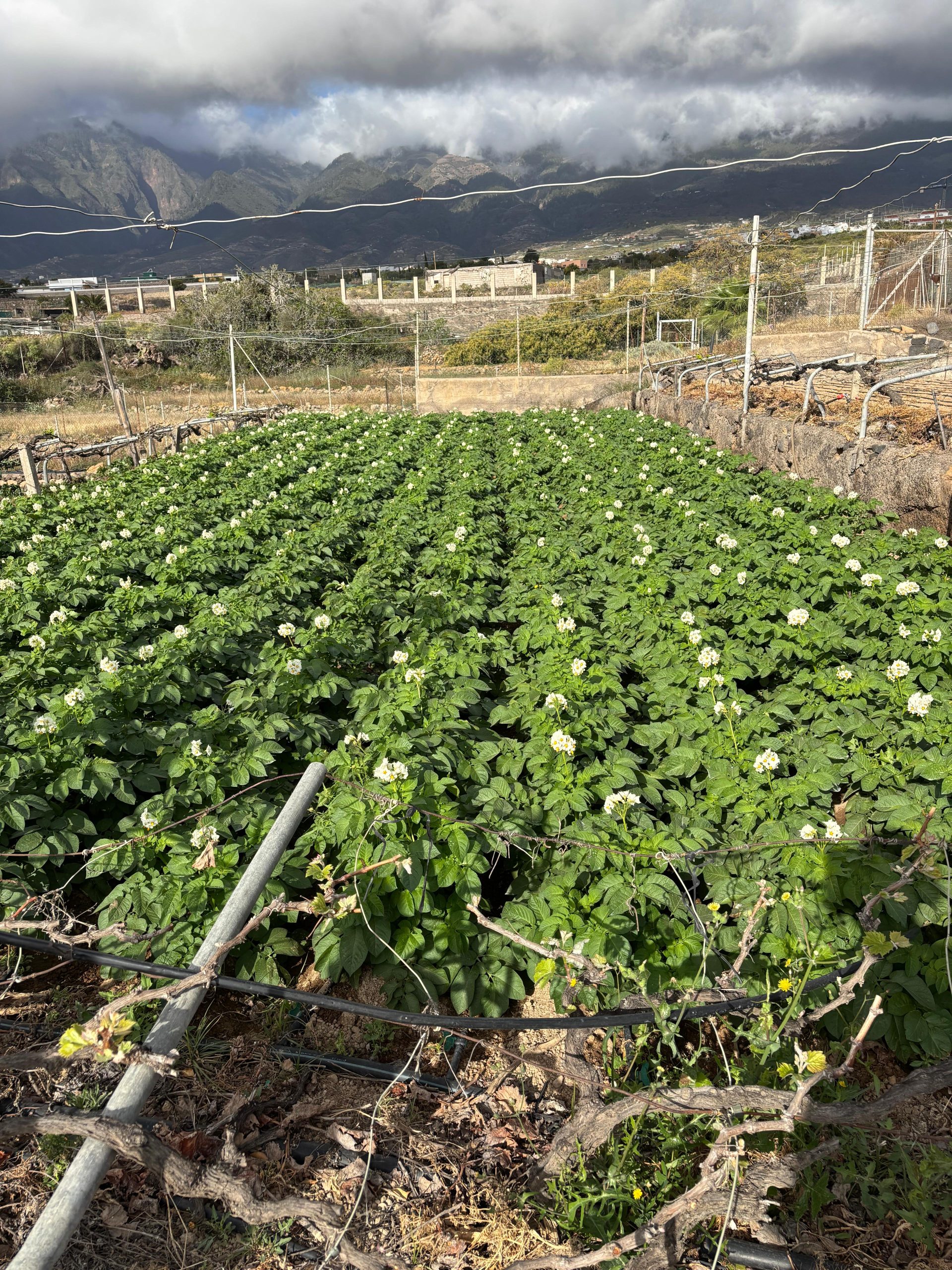 Explotación agrícola en Tenerife