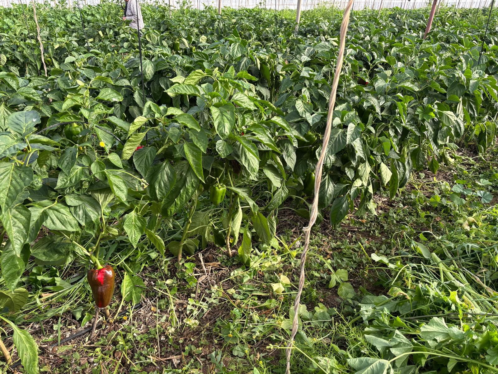 Explotación agrícola en Tenerife