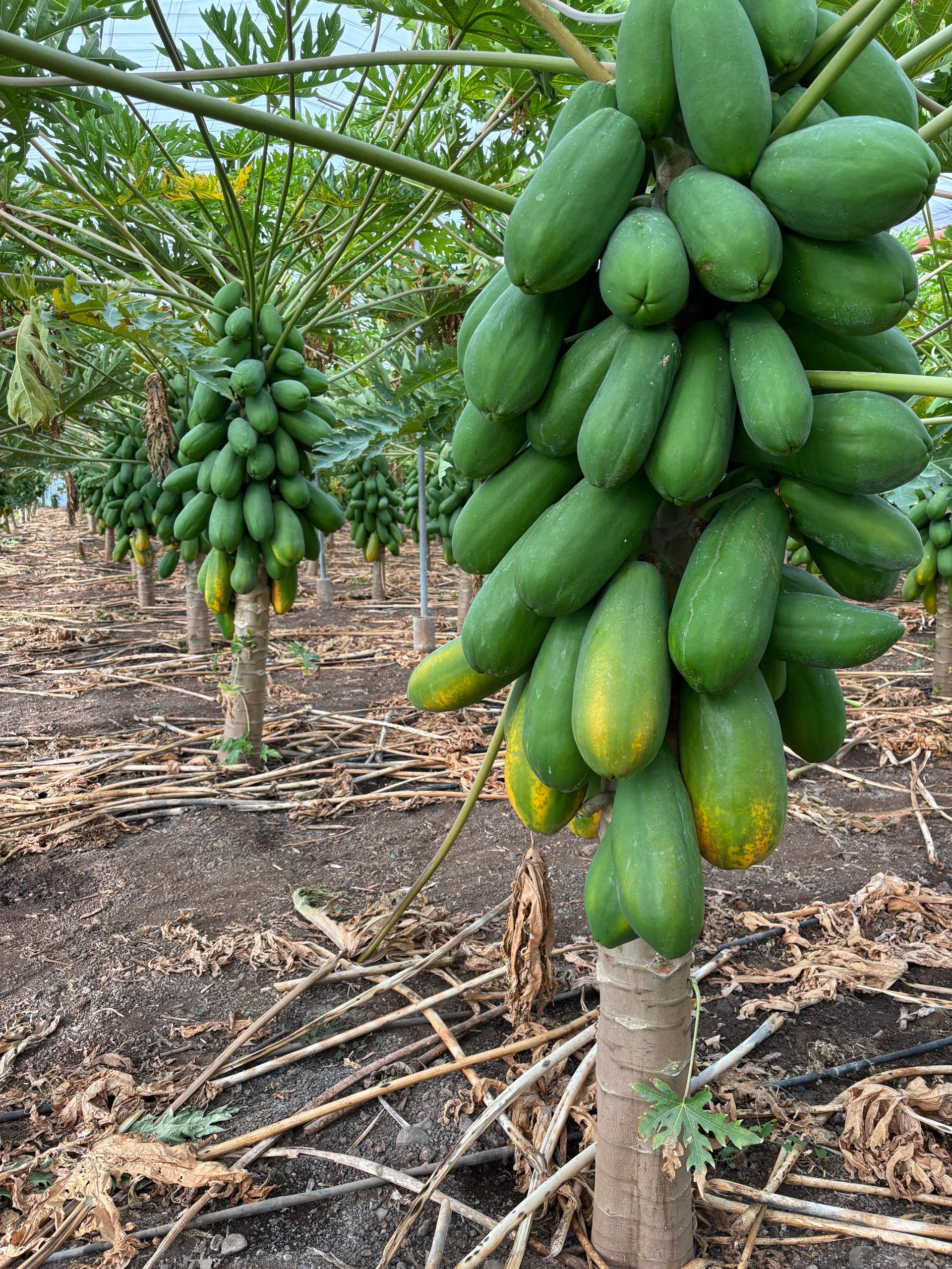 Papaya en campo, Tenerife