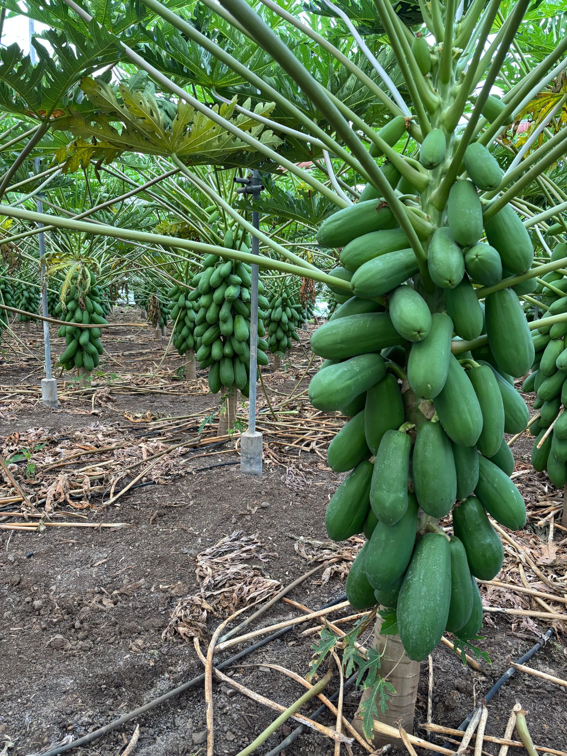 Cultivo de papaya en Tenerife